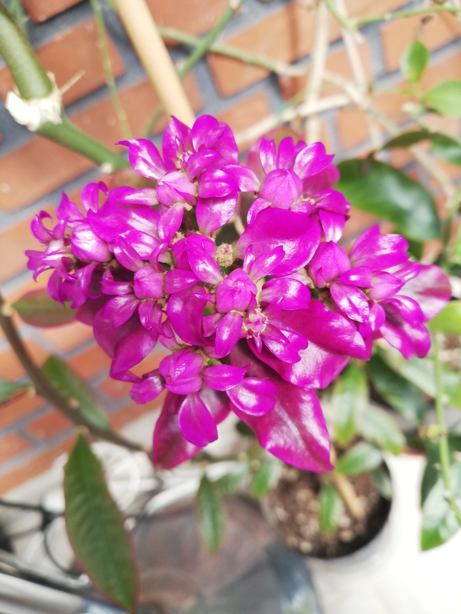 Pereskia_Cactus's tweet photo. #pereskia #grandifolia #violacea I counted 21 flower buds in pic 2 https://t.co/asTdxgqZUS