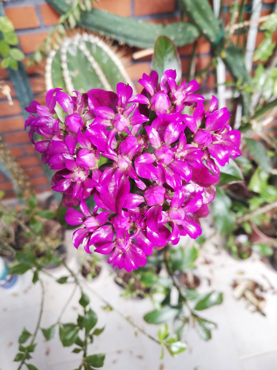 Pereskia_Cactus's tweet photo. #pereskia #grandifolia #violacea I counted 21 flower buds in pic 2 https://t.co/asTdxgqZUS