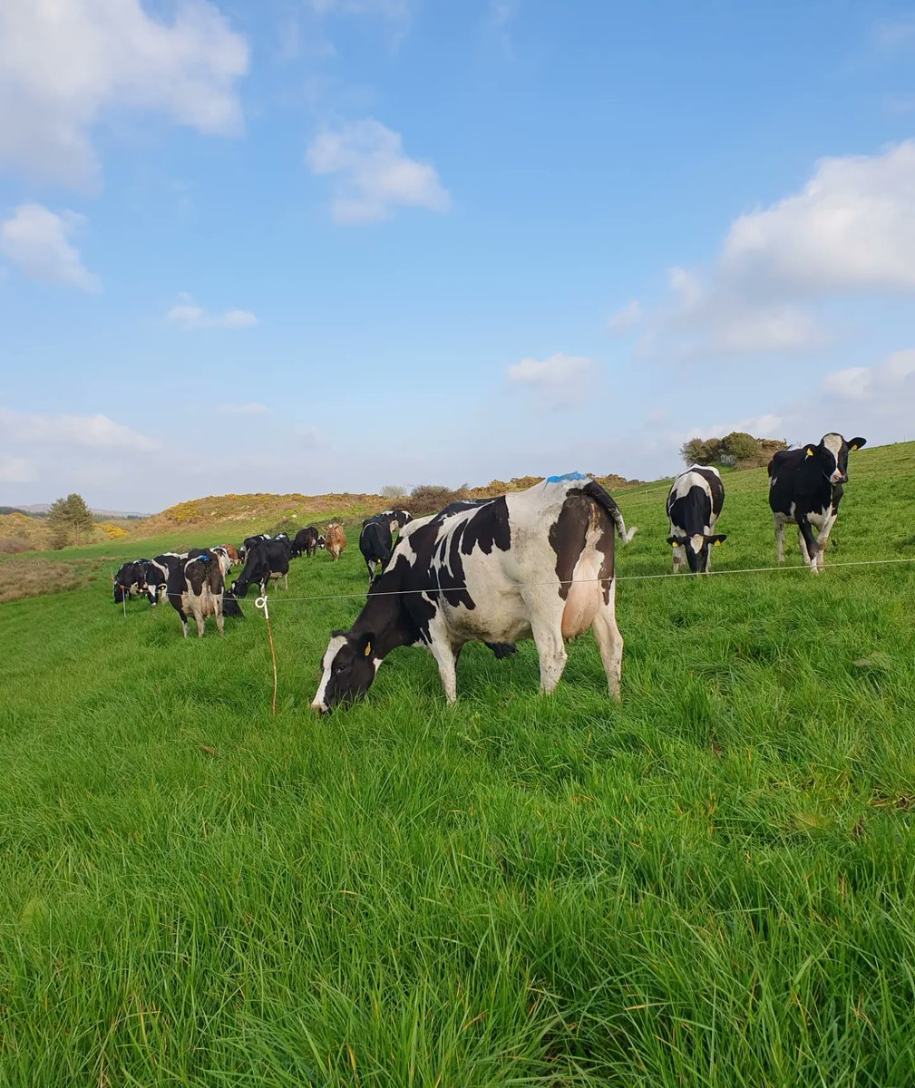 Patrick Mc Carthy tweet media