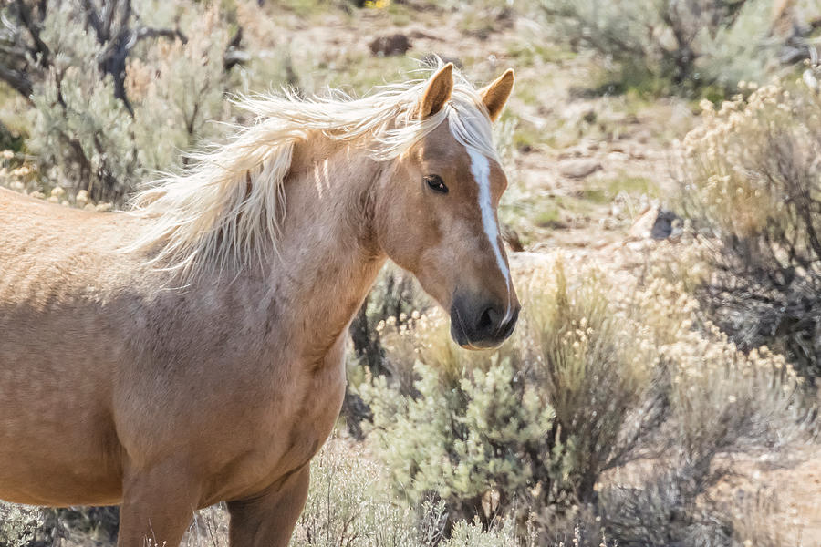 ampomata's tweet photo. "Stay Golden and Free, close-up". Check out this superb photo by @BelindaGreb here: https://t.co/2mQTg3mG2a #photo #palomino #wild #horse #mustang #beautiful #mane #sagebrush #free #steens #mountain #oregon #color #gold #yellow #tan #green #brown https://t.co/hRSRJI0WzV