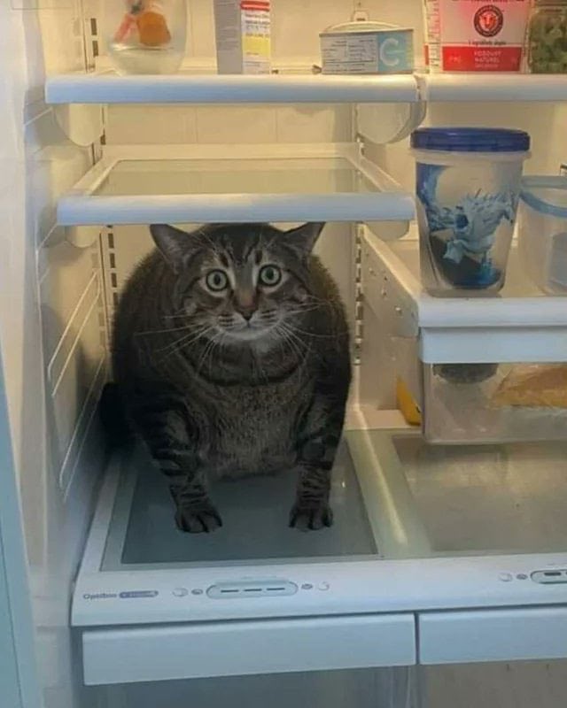 ShouldHaveCat's tweet photo. https://t.co/QwTAEk08PA
