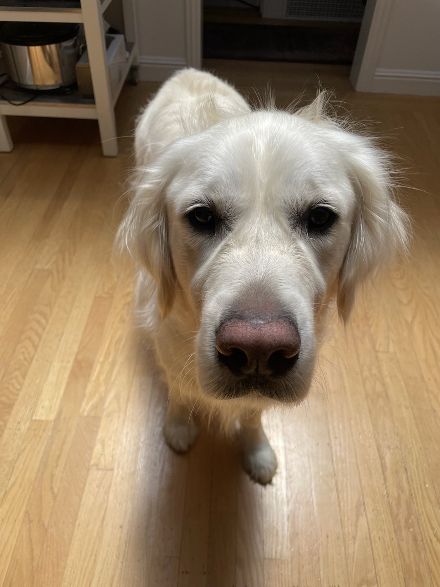 the hoomans made me hab a bath!!! So rude