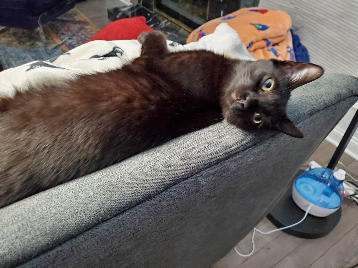 CrohnsGamer's tweet photo. Watching Bofuri with the memes #catcation https://t.co/4llbh3nv19
