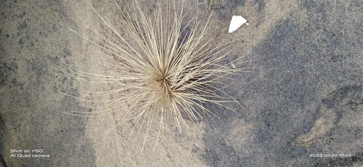 MyNameIsAli1503's tweet photo. What is this..?
#AnyIdea https://t.co/H73oHatugE