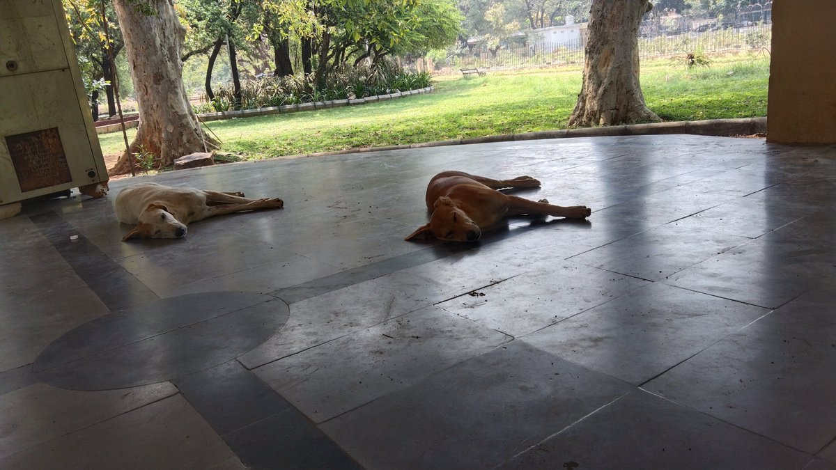Inayatha2's tweet photo. #DogsMenace requestin d concerned authorities 2 take immediate action at Indira park.... Danger 2 kids & public.... @KTRBRS @KTRoffice @GHMCOnline @CommissionrGHMC @GadwalvijayaTRS https://t.co/eAGAXzMYkg