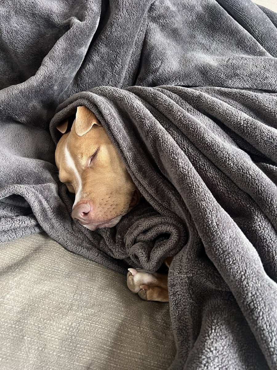 eunicebeck's tweet photo. do you think boba knows we’re obsessed with her or no https://t.co/j1zA6WXFMf