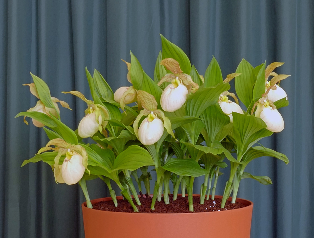 DonPeace's tweet photo. Anne Vale wins the Farrer Medal (best in show)
@AlpineGardenSoc 'Midland' show with Cypripedium fasciolatum hybrid https://t.co/vtV9ASxoyu