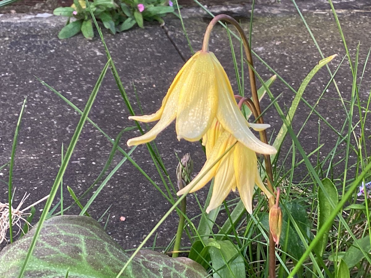 AntheaJames3's tweet photo. #goodmorningtwitter itโs #pixiehats for a happy #SundayYellow ๐ฅฐday
#mygarden https://t.co/wkpWbYRzVU