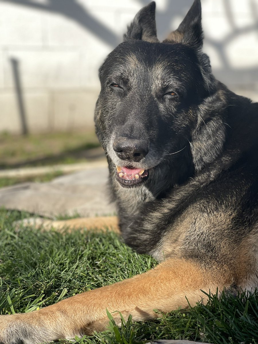 Face after eating a bee, playing with it in his mouth, and then spitting it out alive and somehow managing to not get stung 🐝 

#gsd #foreverferal