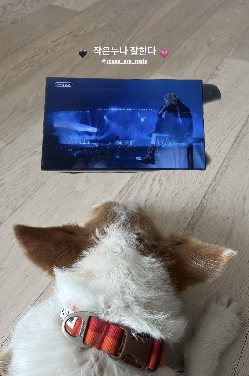 Hank is watching her mom’s stage 

ROSÉ ROCKS COACHELLA 
#ROSÉCHELLA #ROSÉ
#BLACKPINKxCoachella