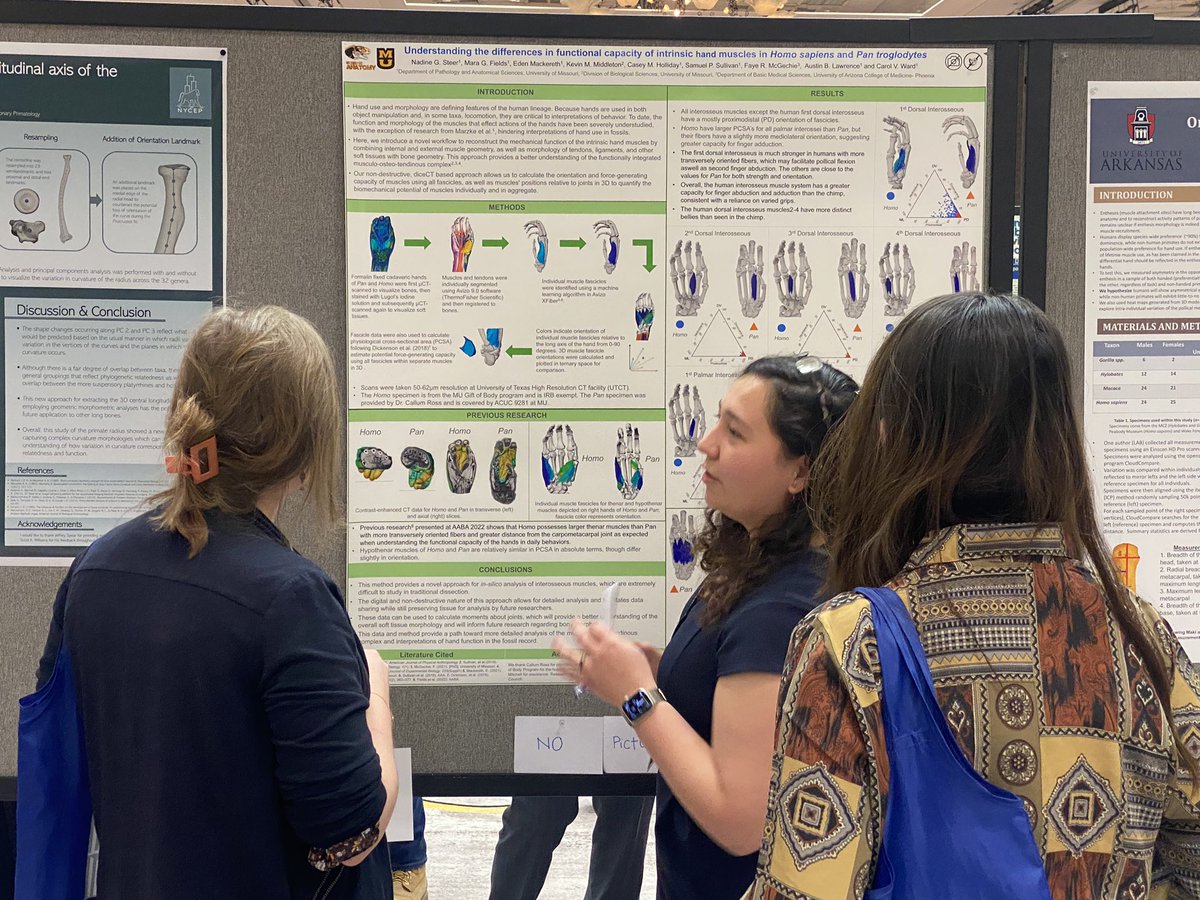 AnatomyMizzou's tweet photo. Nadine Steer (@Ngsteer98), Mara Fields and @Anthro_Austin had a great time presenting their work at @BiologicalAnth. Good times seeing everybody! https://t.co/cLowxbrrF2