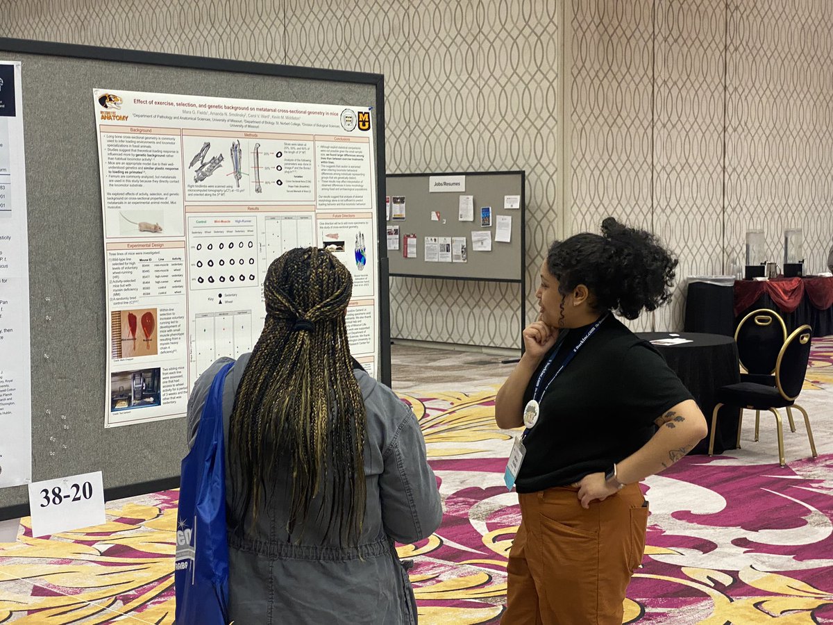 AnatomyMizzou's tweet photo. Nadine Steer (@Ngsteer98), Mara Fields and @Anthro_Austin had a great time presenting their work at @BiologicalAnth. Good times seeing everybody! https://t.co/cLowxbrrF2