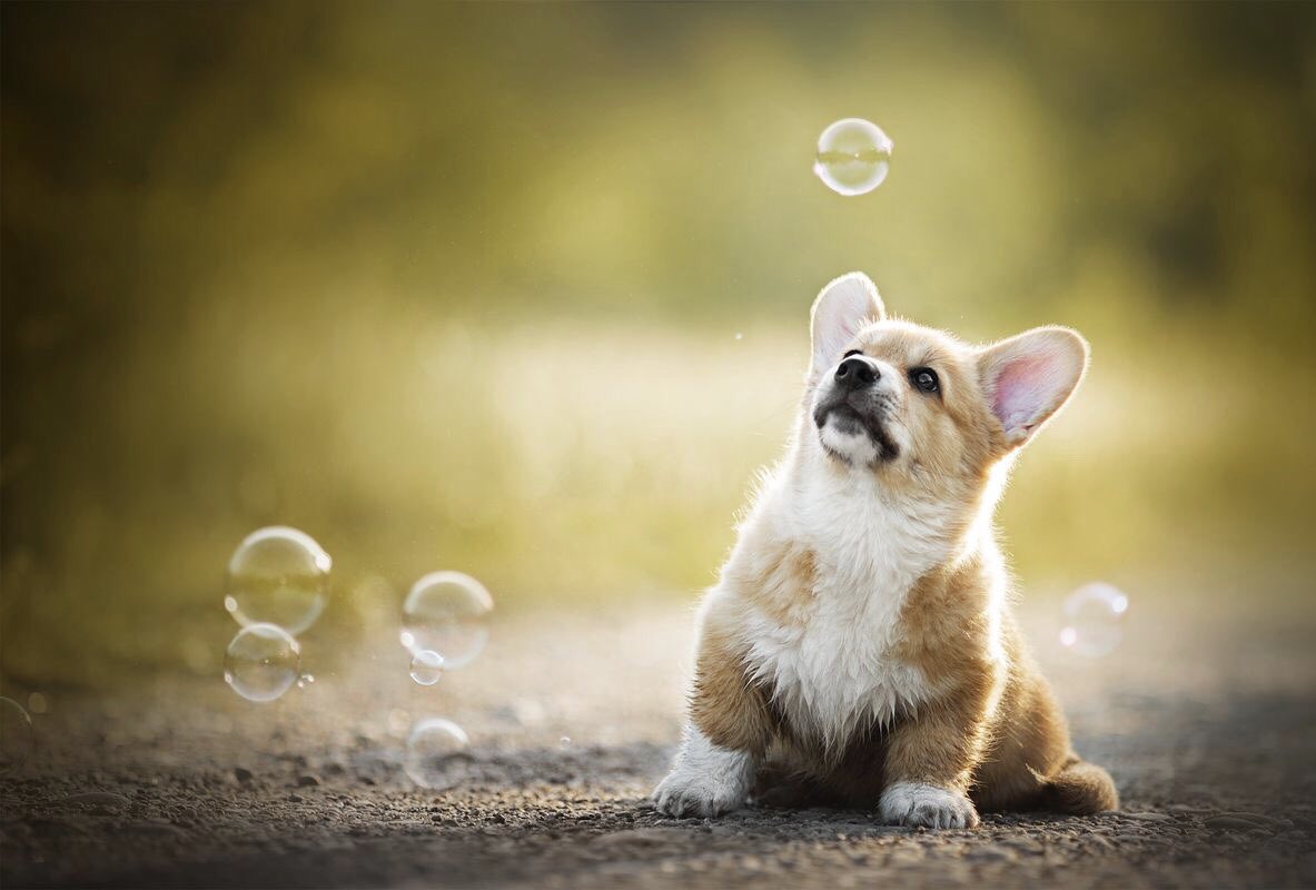 EllieEnn03's tweet photo. A portion of cuteness https://t.co/6iZrxam1pJ