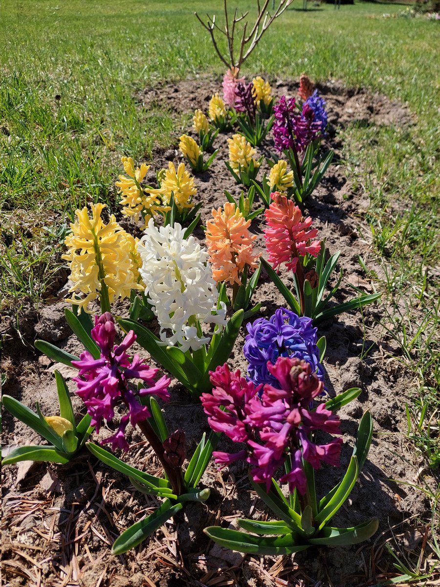 sarmuce's tweet image. Var noreibt no saldās smaržas no attāluma!