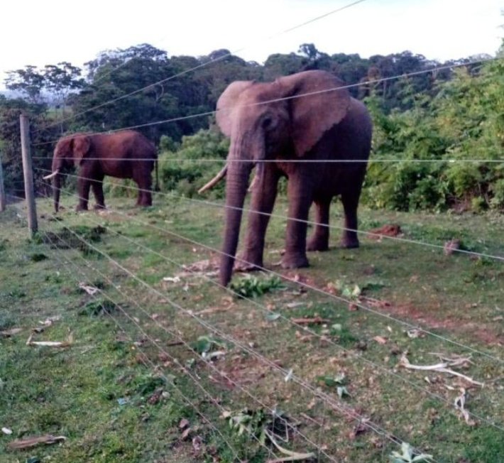 Anfield00001's tweet photo. Only in Gichugu Kirinyaga county you can wake up to this 😂 https://t.co/K6JJghUsR4