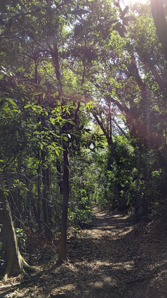 高畑耕治 純心花 on Twitter