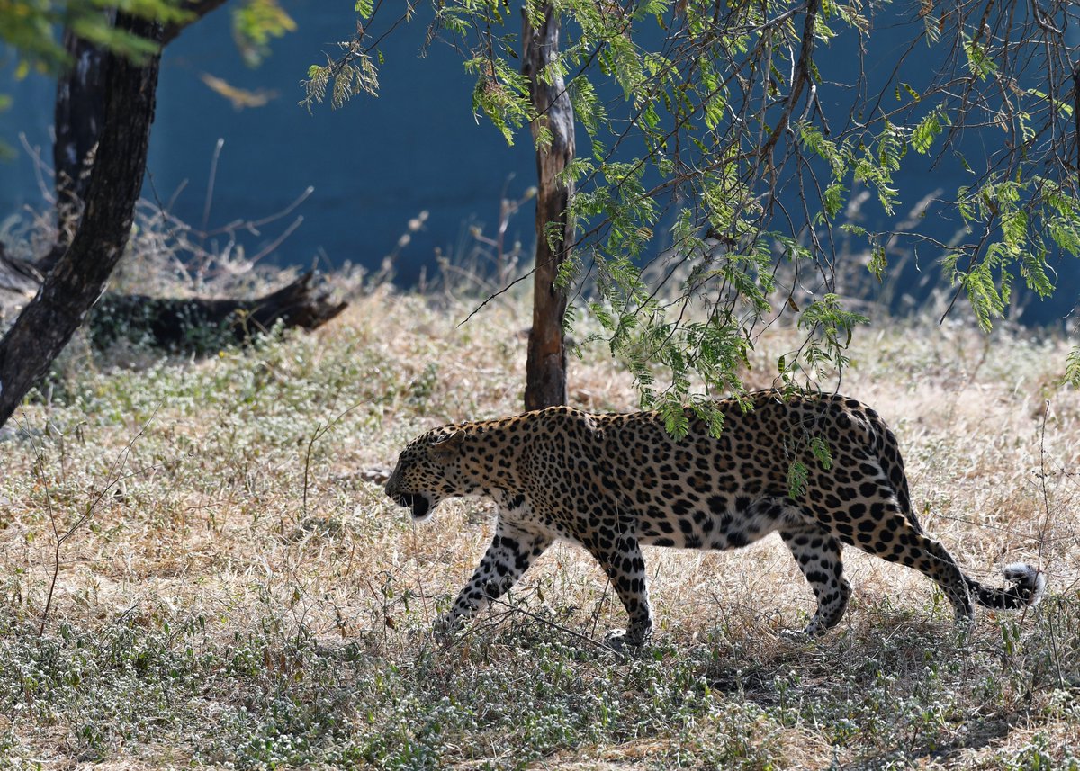 We #Leopards of #Devaliya in #Sasangir #Gujarat r bigger in size than #Jaguars,#Conservation #wildlife #StormHour #ThePhotoHour #wildlife #BBCWildlifePOTD #nature #IndiAves
@indiAves @dcfsasangir @GujForestDept
@GujaratTourism @NatGeoIndia
@incredibleindia @WCSIndia @InfoGujarat