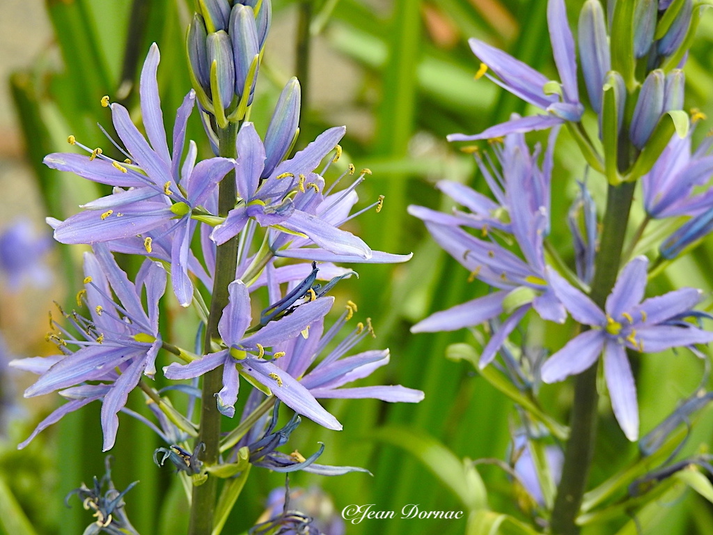 JeanDornac's tweet photo. C’est une joie, pour moi, de revoir ces fleurs de camassia leichtlinii, d’une si grande douceur et délicatesse… #joie #revoir #fleurs #camassia #leichtlinii #douceur #délicatesse #rive #léguer #Lannion #CôteArmor #Bretagne #France https://t.co/EYpwTStqI5