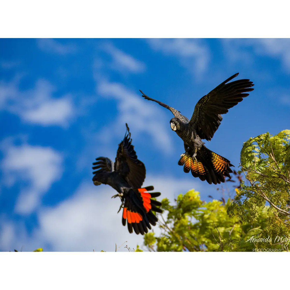 amanda_vallance's tweet photo. Red Tailed Black Cockatoo 

#birdwatching #birdphotography #nature #zeiss #zeissbinos #Australia https://t.co/wE4NuaPDMu