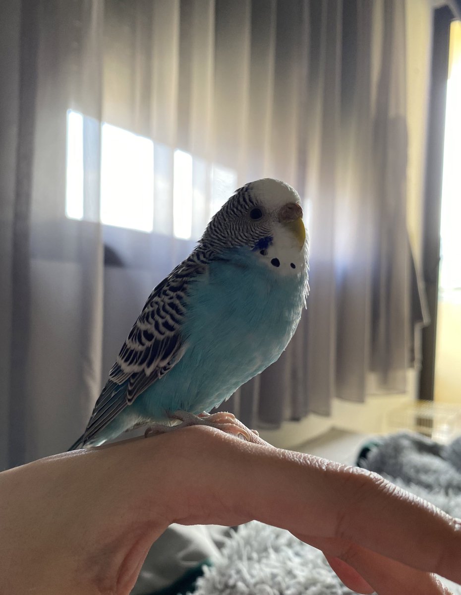 mildwasabee's tweet photo. Look at this twitter birb https://t.co/0Wz9TmN4zq