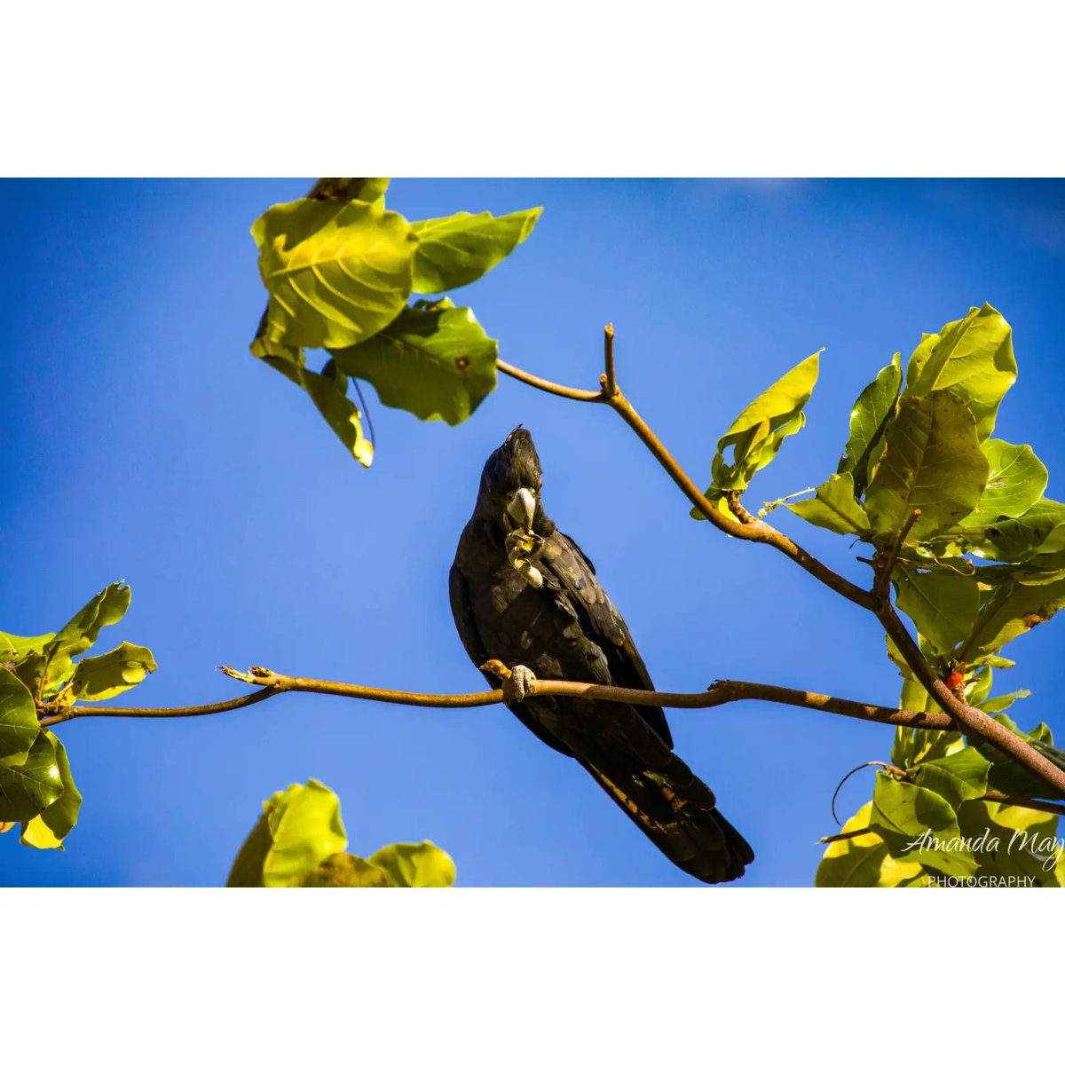 amanda_vallance's tweet photo. Red Tailed Black Cockatoo 

#birds #birdwatching #birdlife #Australia #zeiss #zeissbinos #NaturePhotograhpy https://t.co/wcC6VUroTX