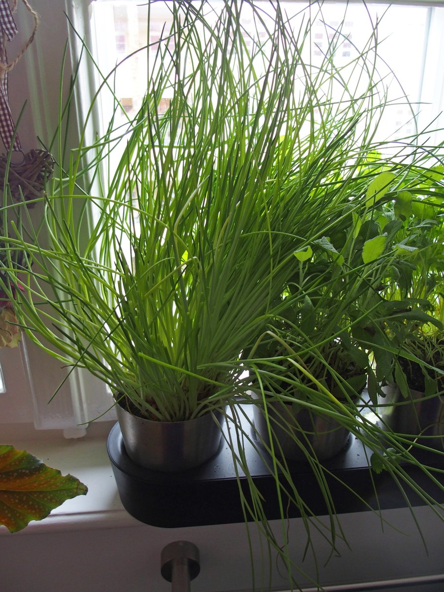 Muschelfinderin tweet media