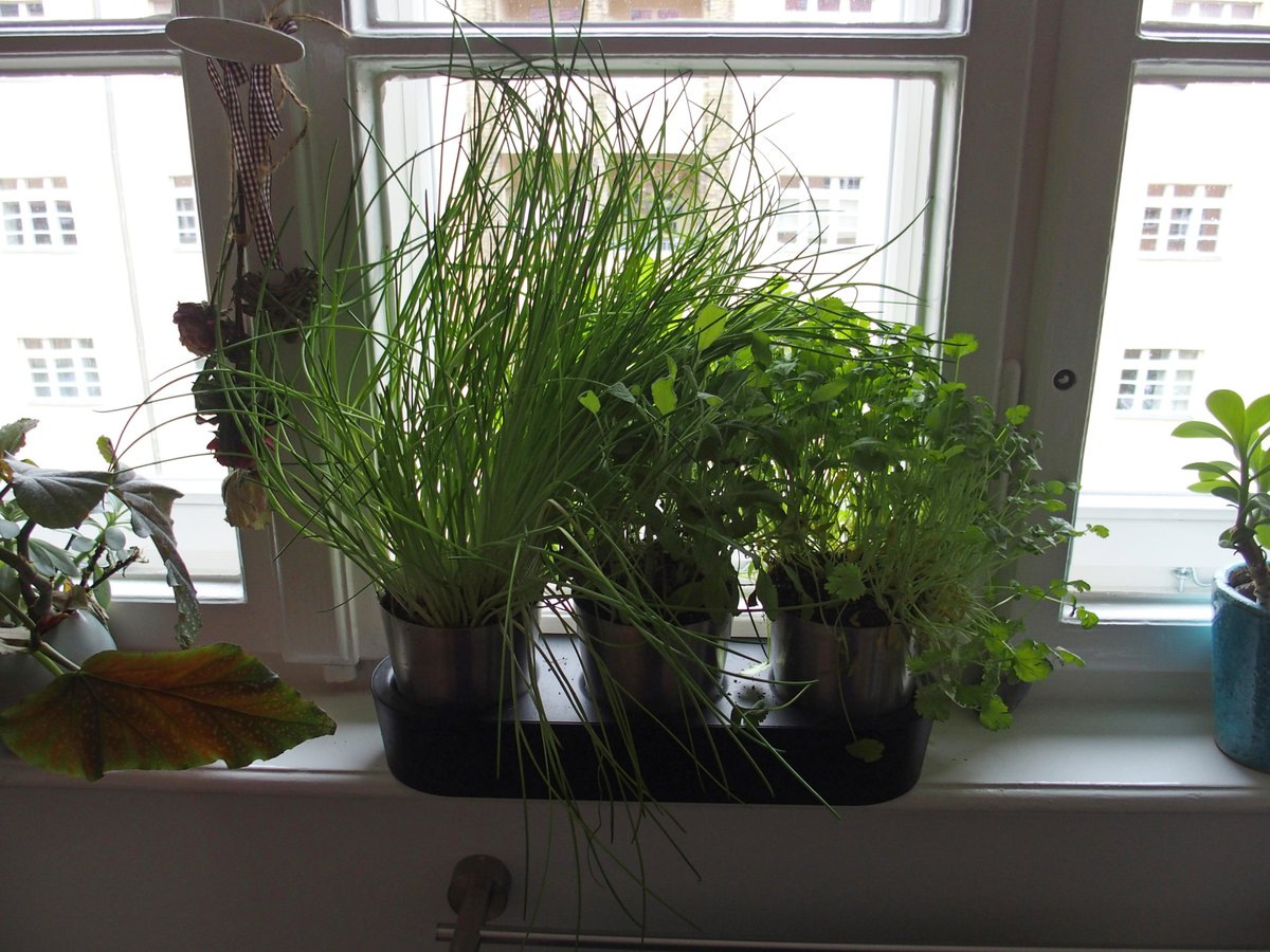 Muschelfinderin tweet media