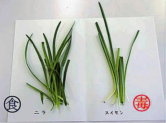 絶対食べないで！ニラとそっくりなスイセンに気をつけて。
