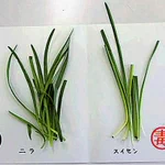 絶対食べないで!ニラとそっくりなスイセンに気をつけて。