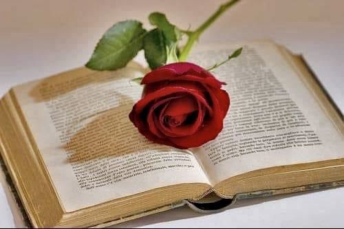 IsabelBlancoL's tweet photo. Carles hoy seguro que no faltarás a la cita de la Rambla,a por el libro 📕 y la 🥀 no visible a nuestros ojos,pero no faltarás a ella🙏 Tu estas en todos los amaneceres 🌅 con nosotros y cuando de tu gaviota que te acompañaba y estás siempre en cada amanecer 🌄 Biquiñossss amigo https://t.co/KGAssovLxV