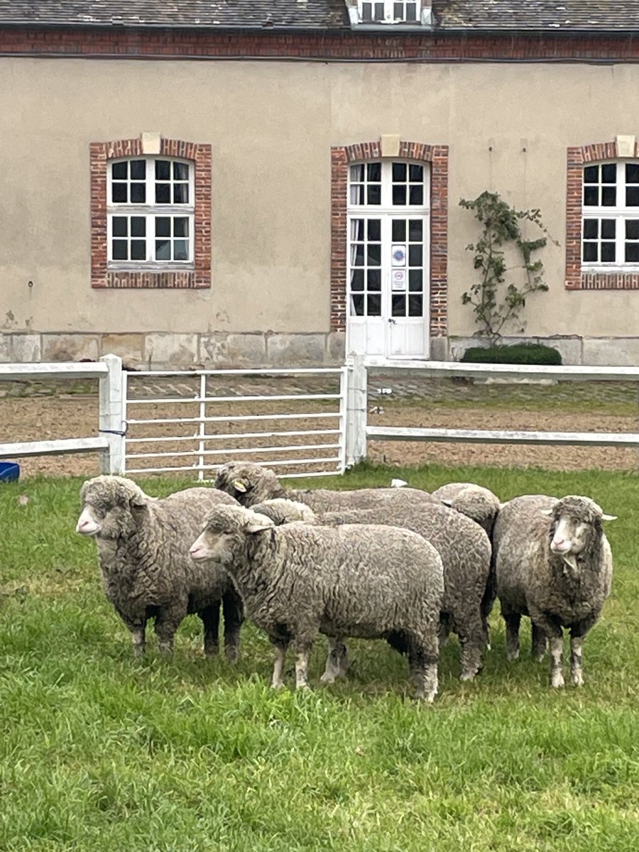 EtienneKlein's tweet image. On dirait que ces moutons ont été fraîchement tondus, au moins de ce côté-ci. #dirac