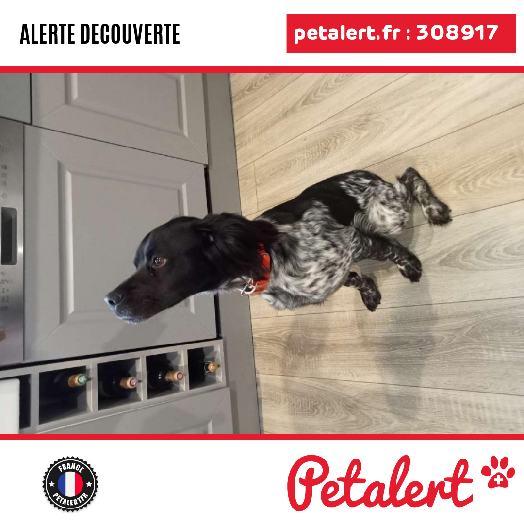 petalert_france's tweet photo. Trouvé #Chien #ValDOise #Ronquerolles #Petalert  #PetAlert95 / https://t.co/PVVABWe73z https://t.co/sfvXHH0VUQ