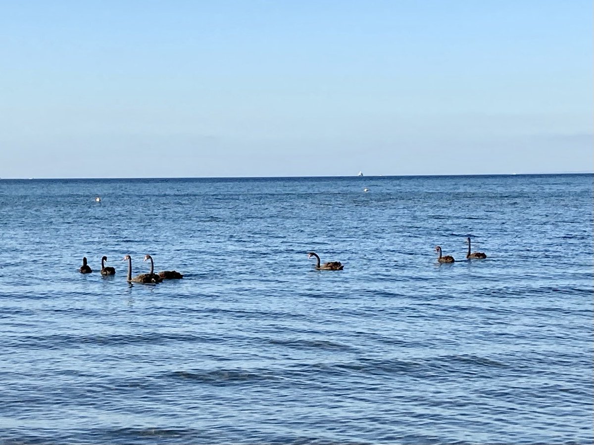 angsavage's tweet photo. 🎶 Seven swans a-swimming #blairgowrie #notchristmas https://t.co/15qr9sVpD4