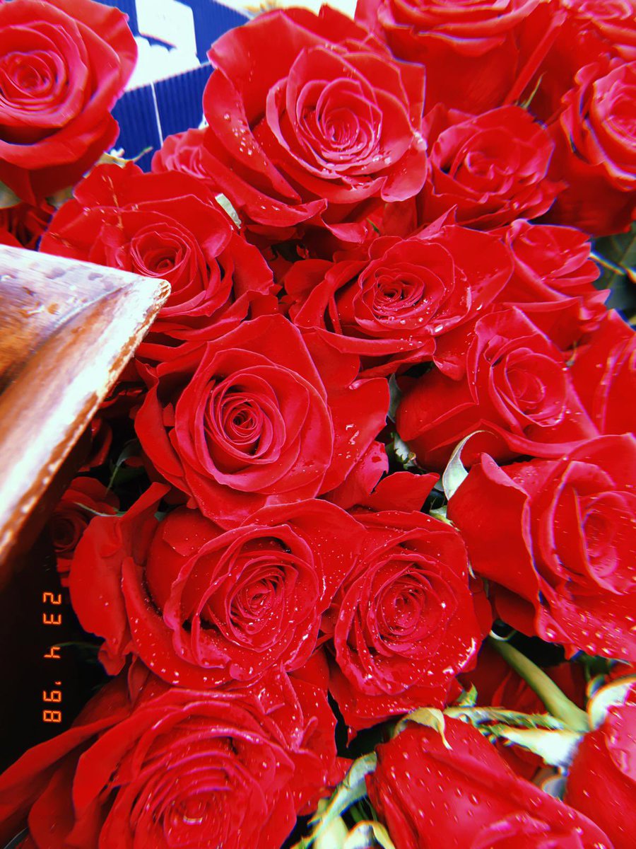 olgarodgon's tweet photo. “Un lector vive mil vidas antes de morir. La persona que nunca lee vive solamente una…”  Por eso creo que regalar un libro es regalar vida ! 
#SantJordi2023  🌹#DiadelLibro2023 📚 https://t.co/Iw3QWaX0JU