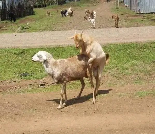 Waltenigus3's tweet photo. በግ አንድ ቀን ርቧት የሳር ብድር ወስዳ ፣
ሳትመልስ ብትቀር ፍየል ያዛት በ*ዳ https://t.co/8LDd6a97lQ