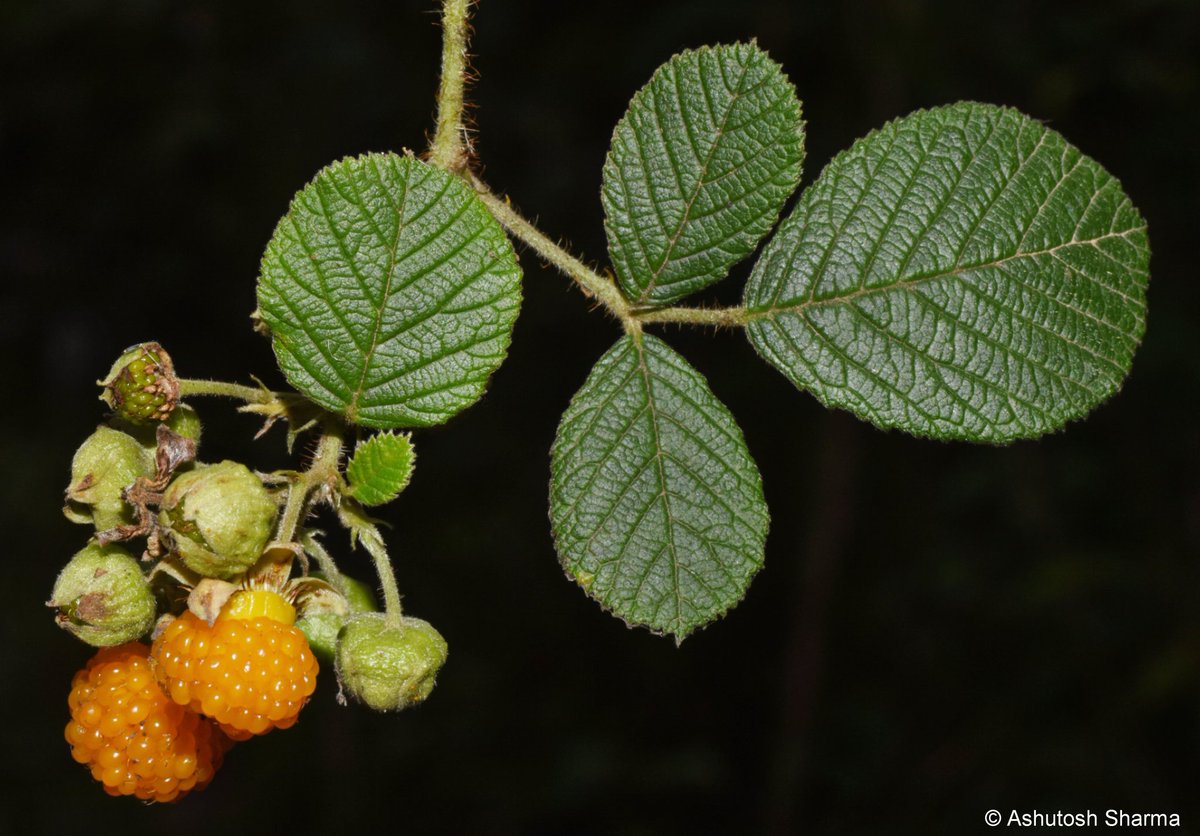 Ashutosh Sharma tweet media