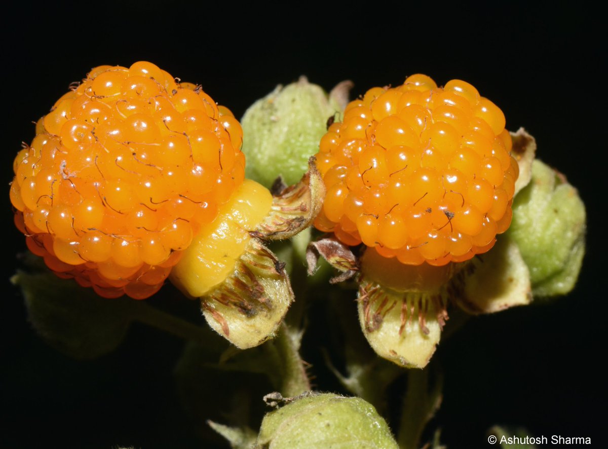 Ashutosh Sharma tweet media