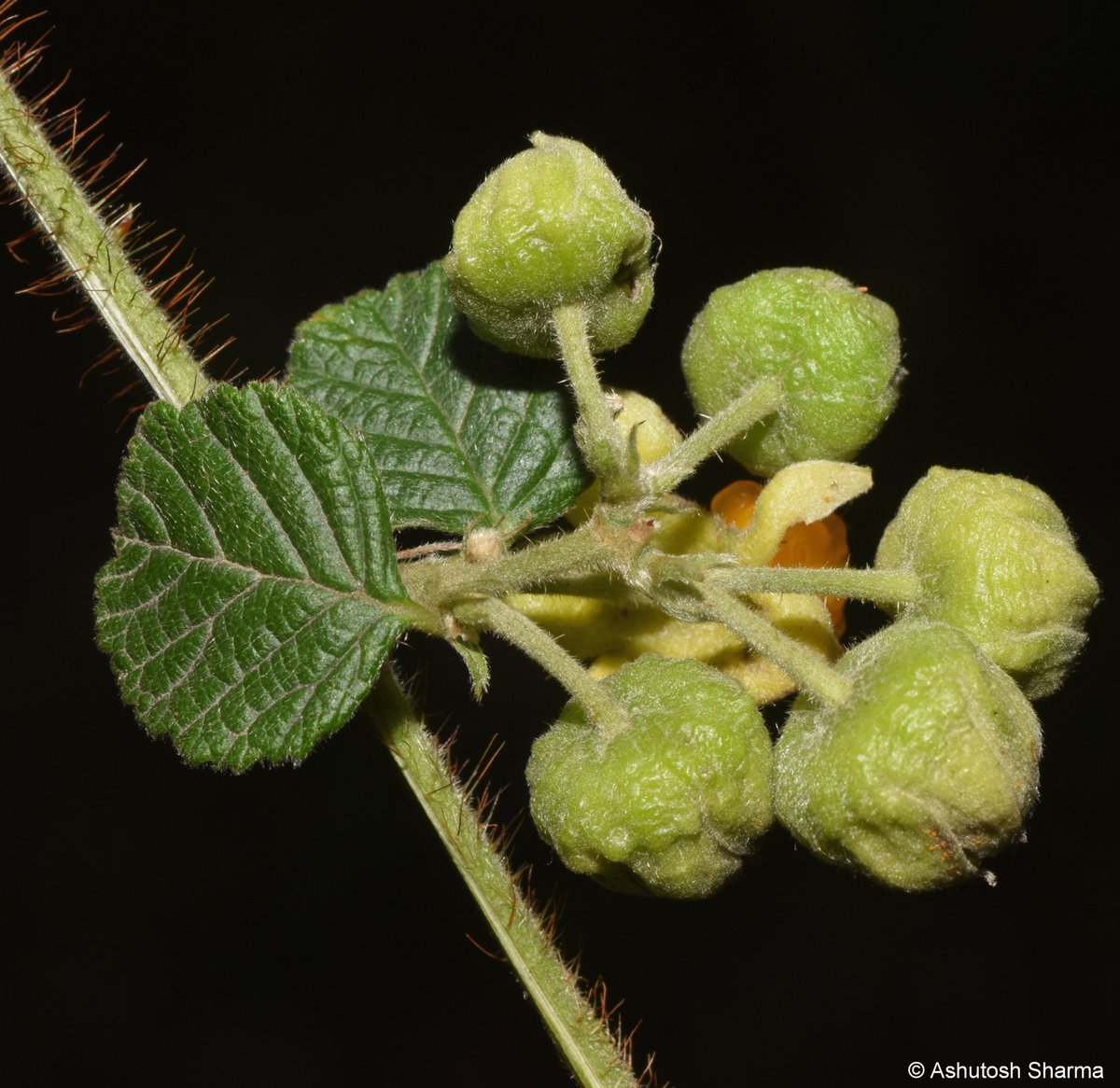 Ashutosh Sharma tweet media