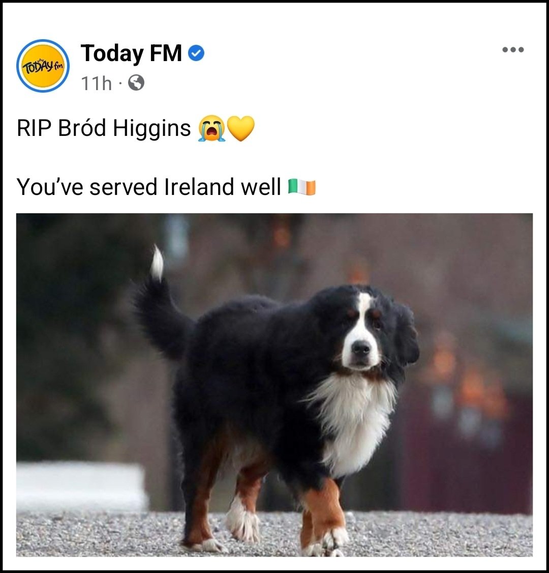 paddymacc1's tweet photo. Oh for feck sake, it's a dog https://t.co/hRSTAFP1EU