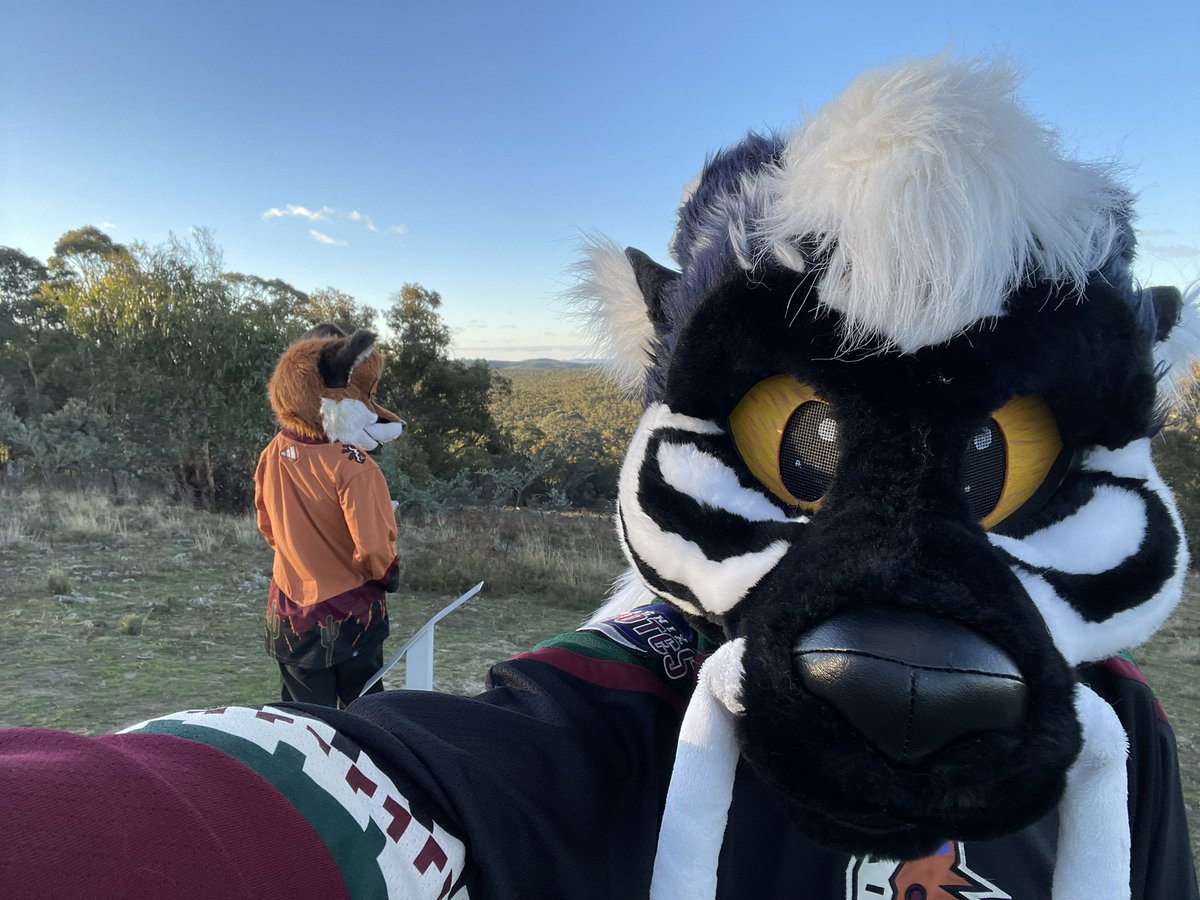 Stripe_Draggy's tweet photo. Fox on a hill https://t.co/cGSSzzQAM6