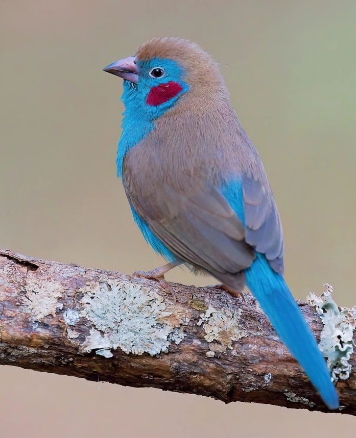 SteltmanI's tweet photo. Bird Watching Safaris &amp; Ornithological Tours
#kenya #africa #safari #travel #wildlife #nairobi #nature #masaimara #wildlifephotography #travelphotography #animals #travelgram #picoftheday #natgeo #elephant #magicalkenya #adventure #wild #mombasa #maasaimara #tembeakenya https://t.co/kWfccceuhq