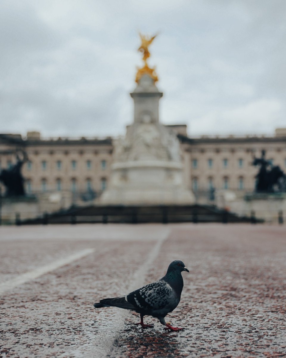 BREAKING: The first finisher has already turned the corner onto The Mall and is heading towards the finish line 🐦

#LondonMarathon #WeRunTogether
