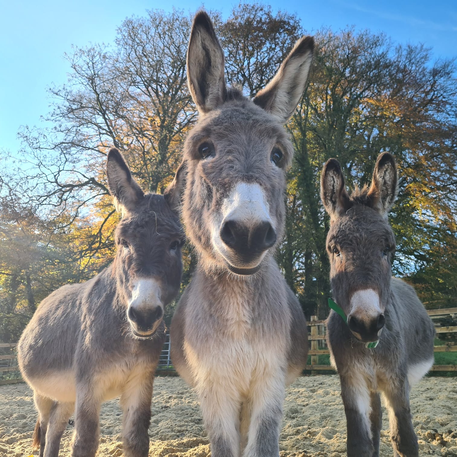 The Donkey Sanctuary (@DonkeySanctuary) / Twitter