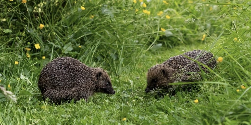 We’re protecting hedgerows, one of Britain’s most biodiverse habitats. Thousands of species depend on hedgerows for food and shelter, so a gift for hedgerows is also a gift for your favourite species. #GreenMatchFund 👉donate.biggive.org/campaign/a0569…
📸 Lorna Griffiths & Matthew Scott