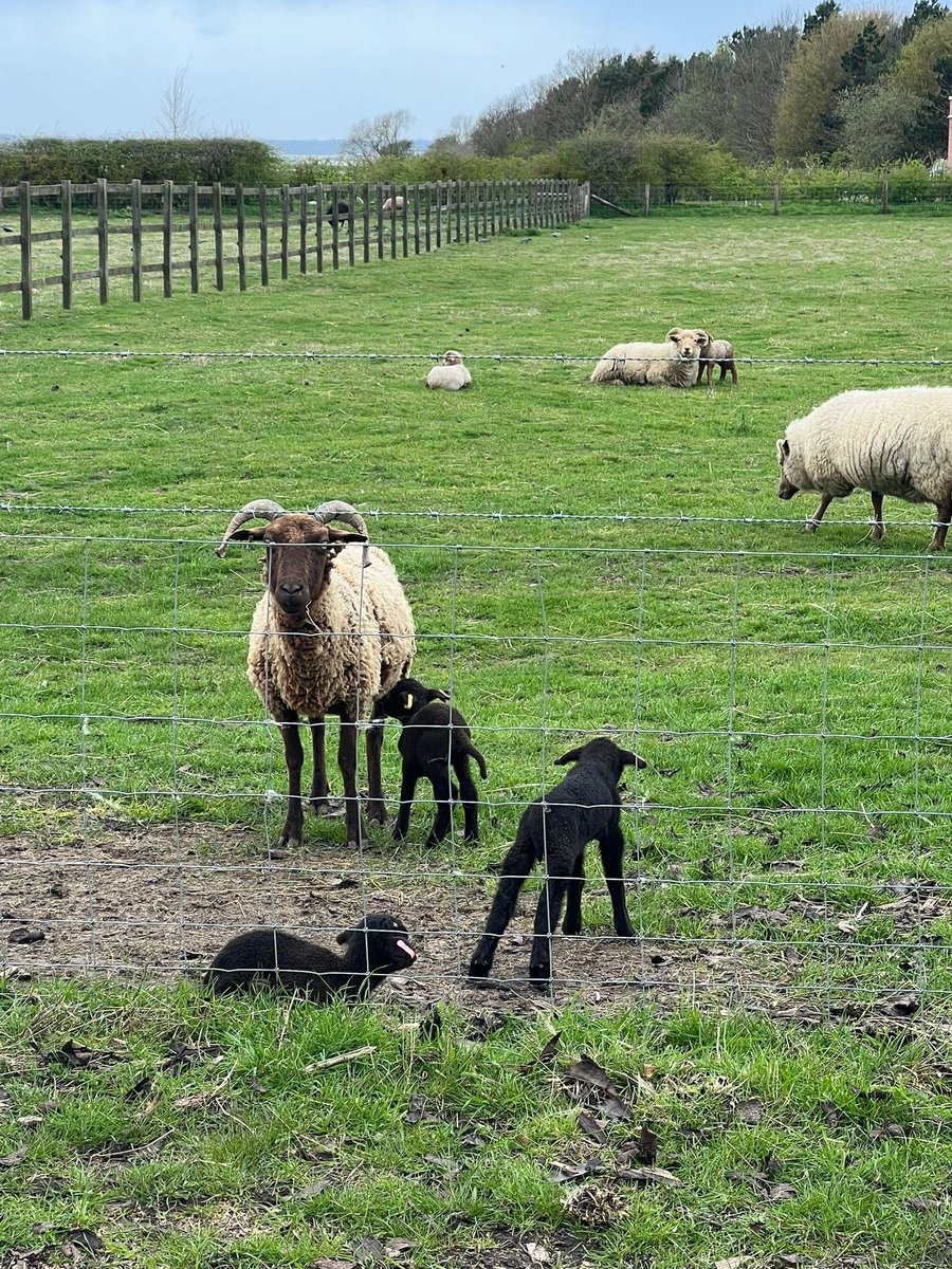 stosythpriory_'s tweet photo. It’s so rewarding seeing the #lambs finding their feet and enjoying life with their mothers in our fields; we love watching #spring thrive at #StOsythPriory.

#StOsyth #Spring #Sheep #Nature #Animals #Farm #WorkingFarm #Farming #Agriculture #CountryEstate #CountryRetreats #Essex https://t.co/6vcq0P3vht