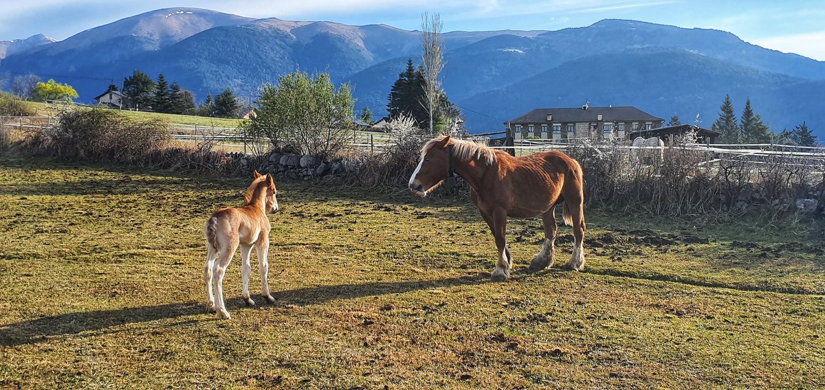 elisabetroch's tweet image. Les mares sempre pendents... #Lles #Cerdanya #primavera