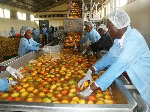 AjayiWizeman's tweet photo. ON THE MANGO JUICE FROM MAKURDI

Tweeps since yesterday have been debating on why the millions of fruits produced every farming season in Benue state has not generated Fruit Juice factories that would be exported out of the country to the world, instead of a situation where "8" out of every "10" containers that come into Nigeria return empty.

This debate is lovely, considering the fact that those arguing are doing so with the belief that they are propelling "new" initiatives, or that they are now more "woke." This generation is bereft of history. And this is a very conscious assault on our psyche. 

The reason why Makurdi has not been. blessed with a Fruit Juice Factory to produce Mango and other juices, is because, the rulers of Benue and Nigeria are in an ideological agreement with global capitalism never to produce on a massive scale. No state factory nor company is allowed. These agreements have been signed on behalf of Nigerian rulers by General Ibrahim Babangida. He started the implementation of same through the Structural Adjustment Programs (SAP.) 

Through SAP, Nigeria's almost a thousand industries were meant to be killed, transferred to private wealth, and hypnotized. The Textile Industry as at 1989 was employing over 250k Nigerians. It was killed. Nigerian Airways was competing with Emirates and Ethiopian lines, but it was sold off. Even Owena Holdings of the Old Ondo State that had Owena Bank; Motors; Ifon Ceramic; Okitipupa Oil Palm PLC; Araromi Obu Robber Estate; the unique and mighty Oluwa Glass Company; and others, were all strangulated. 

The World Bank and International Monetary Fund (IMF) are the monitoring agencies to continue to keep Nigeria on an Agberoism economy. This is why they took all the "major" candidates to Chatham House to go commit openly to neo-liberalism. 

In Lagos, most of the industries created by Jakande's Ibile Holdings have been trashed. Same Ibile now handles LagRide which is obviously a third party arrangement with GAC motors and "private investors." Ikeja Industrial Estate which used to have thousands of workers, is now Ikeja Gospel Estate where people go to pray for work. 

Coordinated by Late Awolowo, Southwest used to have Oodua Investments. It's in a horrible state now as new generation governors have privatized same to DAWN which today is a mirage, and has no employment worth. NorthWest used to have production collaboration with Peugeot Motors with Assembly Plants. Kano and Kaduna used to be industrial hubs, but privatisation has closed those factories.

The reason why there are no Mango Juice factories in Makurdi, is why there is not government owned cement company in Okpella, Edo State. Only Rabiu and Dangote explore and exploit the resources there, while the state is kept starkly poor.

As it is today, the best performing airline is Ibom Air; owned by Akwa Ibom state. This unique effort has put to lie that terrible lies that "government has no business in business." I smiled when I read Rufai Oseni tweeting about no Billionaire employing over a million workers. When you employ, you pay workers and this reduce the gains. This is why private companies employ through casualization mostly. This is why they prefer stealing off from the national purse and becoming overnight billionaires instead of doing real business.

If Nigerians want a Mango Juice Factory in Makurdi, we must do away with this primitive Capitalist system that is making producers to just be consumers. Those who chew the phrase "from consumption to production" must understand that it is an open call to fight the powers that be, one of whom is even the propagator of the same phrase as probably the largest importer in Nigeria. 
#RevolutionNow
1/2
