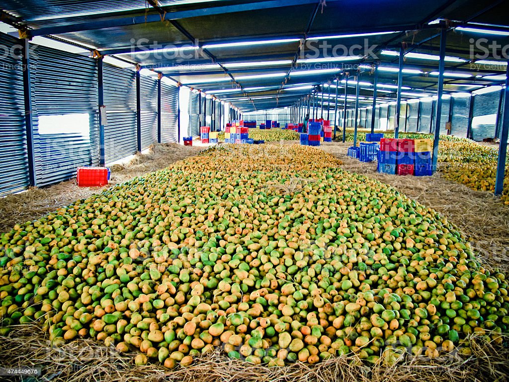 AjayiWizeman's tweet photo. ON THE MANGO JUICE FROM MAKURDI

Tweeps since yesterday have been debating on why the millions of fruits produced every farming season in Benue state has not generated Fruit Juice factories that would be exported out of the country to the world, instead of a situation where "8" out of every "10" containers that come into Nigeria return empty.

This debate is lovely, considering the fact that those arguing are doing so with the belief that they are propelling "new" initiatives, or that they are now more "woke." This generation is bereft of history. And this is a very conscious assault on our psyche. 

The reason why Makurdi has not been. blessed with a Fruit Juice Factory to produce Mango and other juices, is because, the rulers of Benue and Nigeria are in an ideological agreement with global capitalism never to produce on a massive scale. No state factory nor company is allowed. These agreements have been signed on behalf of Nigerian rulers by General Ibrahim Babangida. He started the implementation of same through the Structural Adjustment Programs (SAP.) 

Through SAP, Nigeria's almost a thousand industries were meant to be killed, transferred to private wealth, and hypnotized. The Textile Industry as at 1989 was employing over 250k Nigerians. It was killed. Nigerian Airways was competing with Emirates and Ethiopian lines, but it was sold off. Even Owena Holdings of the Old Ondo State that had Owena Bank; Motors; Ifon Ceramic; Okitipupa Oil Palm PLC; Araromi Obu Robber Estate; the unique and mighty Oluwa Glass Company; and others, were all strangulated. 

The World Bank and International Monetary Fund (IMF) are the monitoring agencies to continue to keep Nigeria on an Agberoism economy. This is why they took all the "major" candidates to Chatham House to go commit openly to neo-liberalism. 

In Lagos, most of the industries created by Jakande's Ibile Holdings have been trashed. Same Ibile now handles LagRide which is obviously a third party arrangement with GAC motors and "private investors." Ikeja Industrial Estate which used to have thousands of workers, is now Ikeja Gospel Estate where people go to pray for work. 

Coordinated by Late Awolowo, Southwest used to have Oodua Investments. It's in a horrible state now as new generation governors have privatized same to DAWN which today is a mirage, and has no employment worth. NorthWest used to have production collaboration with Peugeot Motors with Assembly Plants. Kano and Kaduna used to be industrial hubs, but privatisation has closed those factories.

The reason why there are no Mango Juice factories in Makurdi, is why there is not government owned cement company in Okpella, Edo State. Only Rabiu and Dangote explore and exploit the resources there, while the state is kept starkly poor.

As it is today, the best performing airline is Ibom Air; owned by Akwa Ibom state. This unique effort has put to lie that terrible lies that "government has no business in business." I smiled when I read Rufai Oseni tweeting about no Billionaire employing over a million workers. When you employ, you pay workers and this reduce the gains. This is why private companies employ through casualization mostly. This is why they prefer stealing off from the national purse and becoming overnight billionaires instead of doing real business.

If Nigerians want a Mango Juice Factory in Makurdi, we must do away with this primitive Capitalist system that is making producers to just be consumers. Those who chew the phrase "from consumption to production" must understand that it is an open call to fight the powers that be, one of whom is even the propagator of the same phrase as probably the largest importer in Nigeria. 
#RevolutionNow
1/2