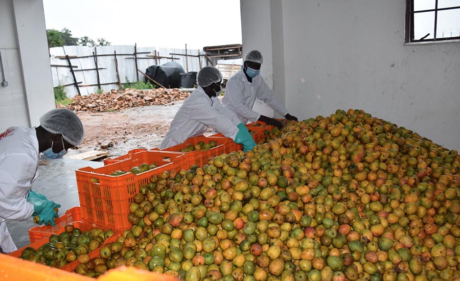 AjayiWizeman's tweet photo. ON THE MANGO JUICE FROM MAKURDI

Tweeps since yesterday have been debating on why the millions of fruits produced every farming season in Benue state has not generated Fruit Juice factories that would be exported out of the country to the world, instead of a situation where "8" out of every "10" containers that come into Nigeria return empty.

This debate is lovely, considering the fact that those arguing are doing so with the belief that they are propelling "new" initiatives, or that they are now more "woke." This generation is bereft of history. And this is a very conscious assault on our psyche. 

The reason why Makurdi has not been. blessed with a Fruit Juice Factory to produce Mango and other juices, is because, the rulers of Benue and Nigeria are in an ideological agreement with global capitalism never to produce on a massive scale. No state factory nor company is allowed. These agreements have been signed on behalf of Nigerian rulers by General Ibrahim Babangida. He started the implementation of same through the Structural Adjustment Programs (SAP.) 

Through SAP, Nigeria's almost a thousand industries were meant to be killed, transferred to private wealth, and hypnotized. The Textile Industry as at 1989 was employing over 250k Nigerians. It was killed. Nigerian Airways was competing with Emirates and Ethiopian lines, but it was sold off. Even Owena Holdings of the Old Ondo State that had Owena Bank; Motors; Ifon Ceramic; Okitipupa Oil Palm PLC; Araromi Obu Robber Estate; the unique and mighty Oluwa Glass Company; and others, were all strangulated. 

The World Bank and International Monetary Fund (IMF) are the monitoring agencies to continue to keep Nigeria on an Agberoism economy. This is why they took all the "major" candidates to Chatham House to go commit openly to neo-liberalism. 

In Lagos, most of the industries created by Jakande's Ibile Holdings have been trashed. Same Ibile now handles LagRide which is obviously a third party arrangement with GAC motors and "private investors." Ikeja Industrial Estate which used to have thousands of workers, is now Ikeja Gospel Estate where people go to pray for work. 

Coordinated by Late Awolowo, Southwest used to have Oodua Investments. It's in a horrible state now as new generation governors have privatized same to DAWN which today is a mirage, and has no employment worth. NorthWest used to have production collaboration with Peugeot Motors with Assembly Plants. Kano and Kaduna used to be industrial hubs, but privatisation has closed those factories.

The reason why there are no Mango Juice factories in Makurdi, is why there is not government owned cement company in Okpella, Edo State. Only Rabiu and Dangote explore and exploit the resources there, while the state is kept starkly poor.

As it is today, the best performing airline is Ibom Air; owned by Akwa Ibom state. This unique effort has put to lie that terrible lies that "government has no business in business." I smiled when I read Rufai Oseni tweeting about no Billionaire employing over a million workers. When you employ, you pay workers and this reduce the gains. This is why private companies employ through casualization mostly. This is why they prefer stealing off from the national purse and becoming overnight billionaires instead of doing real business.

If Nigerians want a Mango Juice Factory in Makurdi, we must do away with this primitive Capitalist system that is making producers to just be consumers. Those who chew the phrase "from consumption to production" must understand that it is an open call to fight the powers that be, one of whom is even the propagator of the same phrase as probably the largest importer in Nigeria. 
#RevolutionNow
1/2