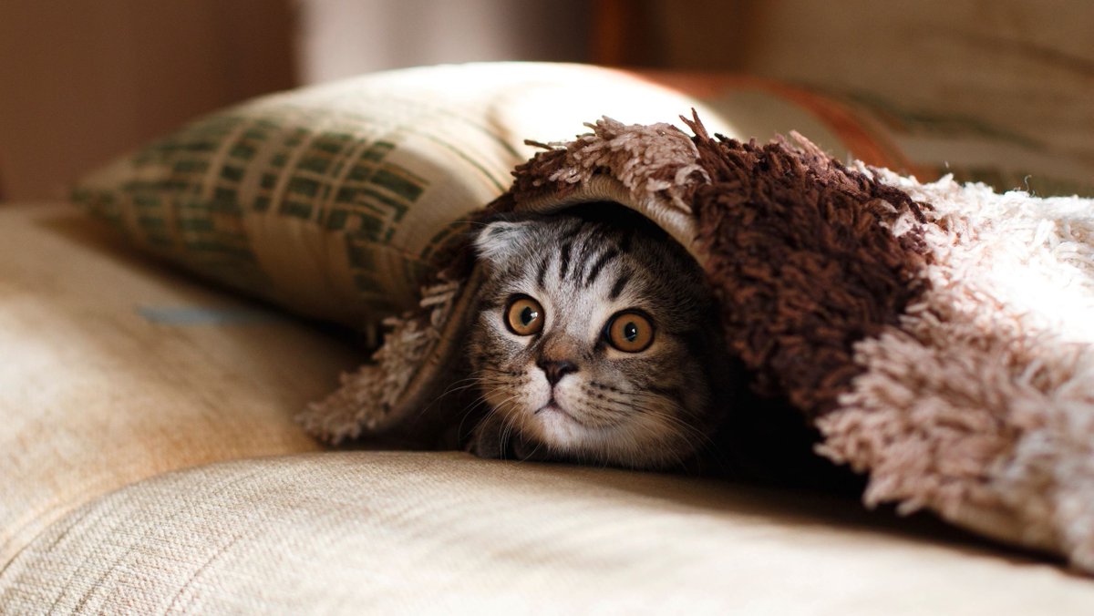 Netzwoche's tweet photo. Diese smarte Katzenklappe lässt keine Maus ins Haus: Das Schweizer Start-up #KittyFlap hat eine smarte Katzenklappe entwickelt, die Mäuse erkennt. #Katzen https://t.co/2tOxaqgmBw https://t.co/tlJmu1AupY